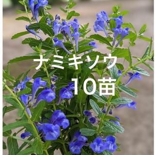 ナミキソウ　波来草　花の苗　10苗　☆清楚な青紫の花が涼やかで可愛い☆(プランター)