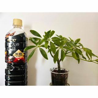 カポック　ホンコンカポック　苗　しっかり発根　観葉植物