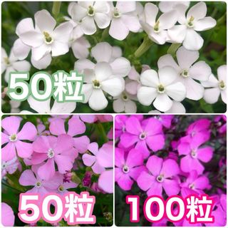 花の種　シレネホワイトパンサー　シレネライトピンクパンサー　シレネピンクパンサー(その他)