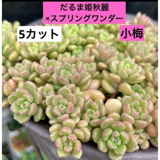 だるま姫秋麗×スプリングワンダー　小梅 カット苗　1.5cmくらいの苗　5カット