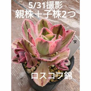 4♥親株＋子株2つ♥　ロスコフ錦　根あり　多肉植物(ドライフラワー)