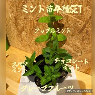 ミント苗　４種　アップル　チョコレート　スペア　グレープフルーツ　ハーブ苗(プランター)