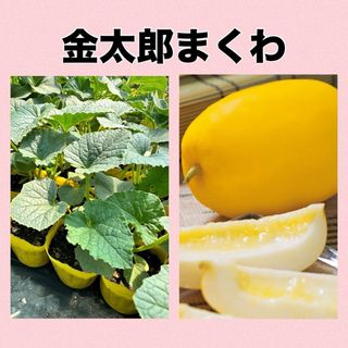 金太郎マクワ苗‼️ほっこりする甘さのマクワができます‼️(野菜)