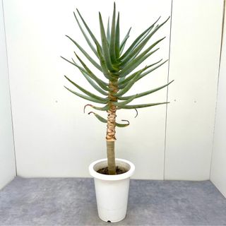 アロエ　デコトマ　3【現品】観葉植物　大型(その他)