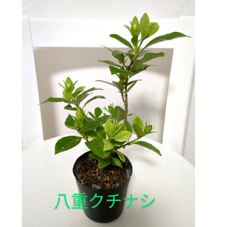 🌼クチナシ 八重  苗 ポット発送(その他)