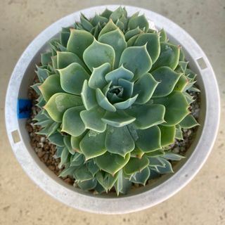 養老　カット苗　エケベリア　多肉植物(その他)