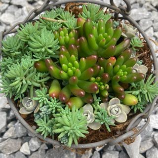 多肉植物　寄せ植え　 カット苗　詰め合わせ 初心者向け　虹の玉　子持ち蓮華　ダシ(その他)