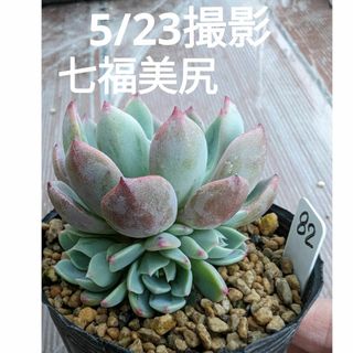 82♥七福美尻♥　親株＋子株4　根あり　多肉植物(ドライフラワー)