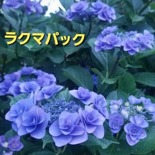 秋色紫陽花　フェアリーアイ　挿し穂　２本　(挿し木用)　オマケあり ラクマパック