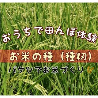 【お家で田んぼ体験】お米の種　15g 種籾　自然農　コシヒカリ　バケツ稲に◎(米/穀物)