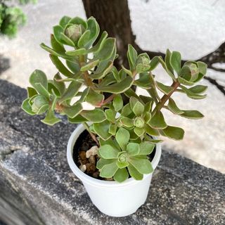 チョコチップ　ぬき苗　多肉植物(その他)