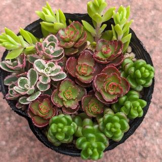 💜💙寄せ植えセット④💙💜多肉植物♪カット♪(その他)