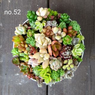 no.52多肉植物ちまちま抜き苗セット(その他)