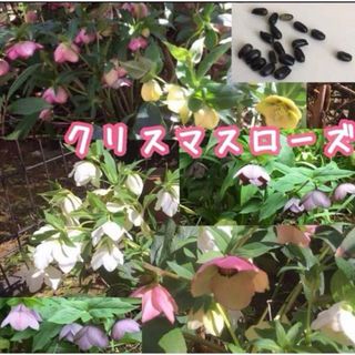 クリスマスローズ種子30粒 タネ自家採取花植物(その他)