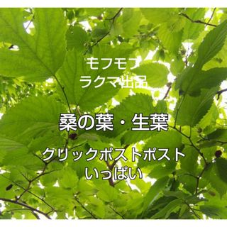 桑の葉 マルベリーの葉 生葉 クリックポストいっぱい ① 桑の葉茶 ペットの餌に(ペットフード)