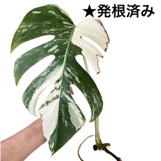 D 斑入りモンステラ　発根済み　カット　観葉植物　ボルシギアナ　ホワイトタイガー(その他)