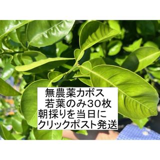 無農薬カボスの若葉朝採り30枚ゆうパケット発送(ペットフード)