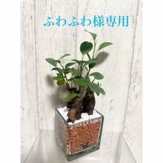 ガジュマル　セラミス　ハイドロカルチャー　観葉植物(ドライフラワー)