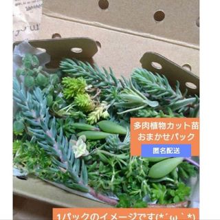 多肉植物　カット苗　おまかせパック　ポイント消化　匿名配送