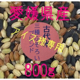 アイス様専用 古代米3種ふぞろいブレンド　愛媛県産　800ｇ(米/穀物)