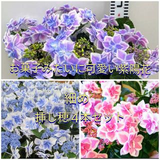 グラデーションも素敵♪お菓子みたいに可愛い紫陽花の挿し穂２本セット＋おまけ