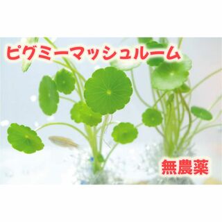 【無農薬】ピグミーマッシュルーム　アクアリウム　水草【5株】(アクアリウム)