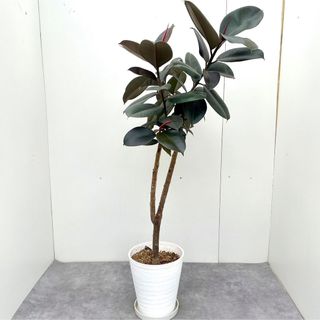 フィカス　バーガンディ　14【現品】観葉植物　室内(その他)