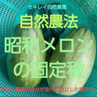 自然農法　昭和メロン（まくわうり）の固定種(野菜)