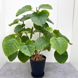 フィカス　ウンベラータ　15【現品】観葉植物　室内