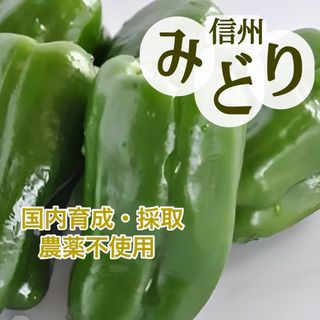 国産❤︎無農薬タネ ピーマン 信州みどり 家庭菜園 食育 野菜  国内採取 育成(野菜)