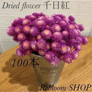 ドライフラワー 千日紅 100本❁¨̮ピンクバイカラー 茎付き ハンドメイド花材