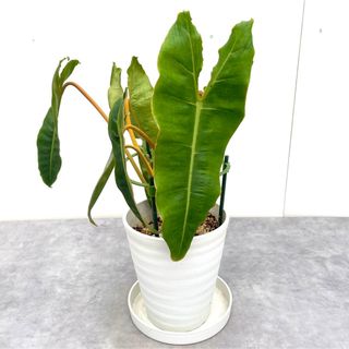 フィロデンドロン　ビレッティア　8【現品】☆希少☆　観葉植物