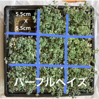 パープルヘイズ　土つき　セダム　多肉植物(その他)