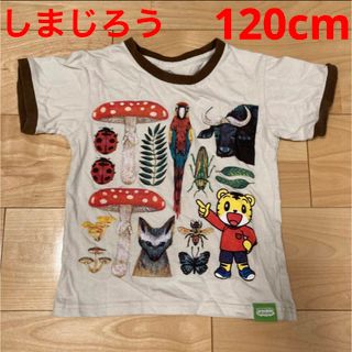 ベネッセ(Benesse)の半袖Tシャツ しまじろう　小学生　120cm 男の子　女の子　こどもちゃれんじ(Tシャツ/カットソー)