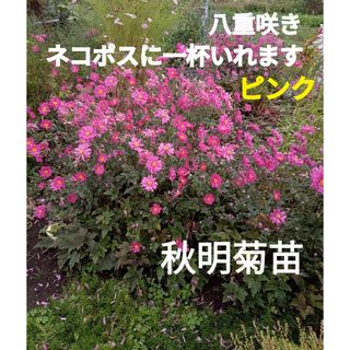 ピンクの八重咲き　秋明菊苗　ネコポス(プランター)