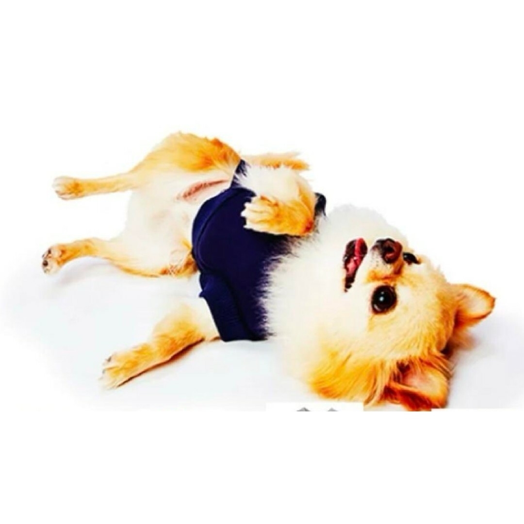 Petio(ペティオ)の夏服SS紺●薄手軽くて良く伸びる水遊び体操服犬用お洋服嫌いスキンウェアーdsdm その他のペット用品(犬)の商品写真