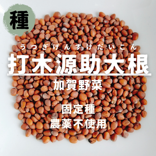 【種】打木源助大根　ダイコン　無農薬　40粒(野菜)