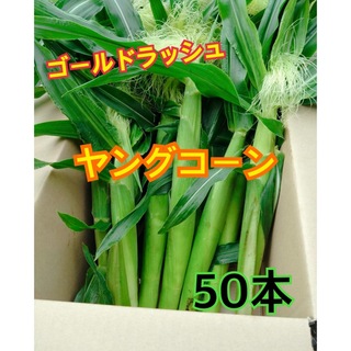 即日発送　5/26　新鮮朝採りヤングコーン50本ゴールドラッシュのベビーコーン(野菜)