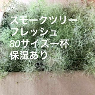 スモークツリー　フレッシュ　保湿あり(ドライフラワー)