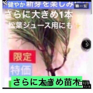 梅雨入り前の活着をおすすめ【赤松苗木　さらに大きめ苗木1本で安心】植付け説明書付