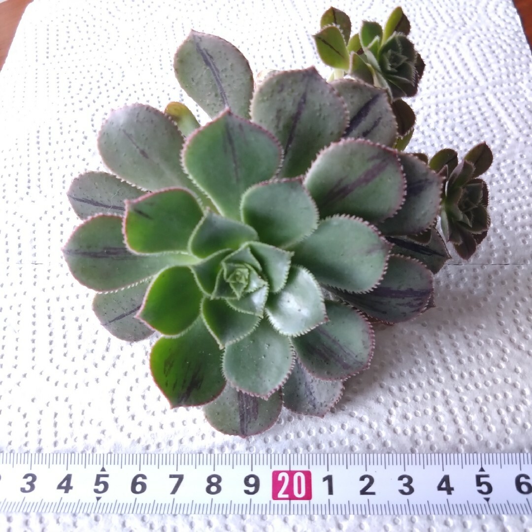 多肉植物🌱アエオニウム🌱小型♡マスカエンセ群生(4頭)脇芽も 多肉植物🌱アエオニウム🌱小型♡マスカエンセ群生(4頭)脇芽も