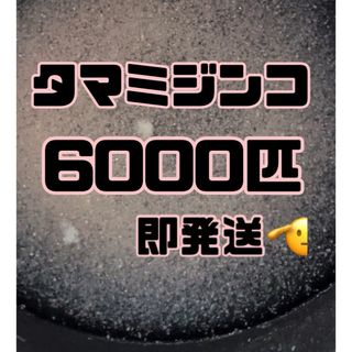 【タマミジンコ2g6000匹程】送料無料めだか金魚etc.(アクアリウム)