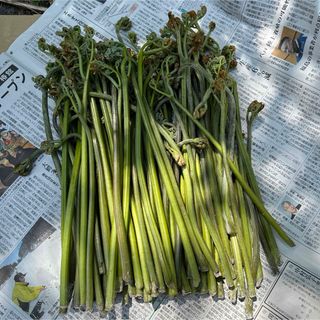 青森県産天然わらび採りたてを送ります。(野菜)