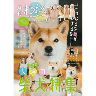 月刊わんこ vol.6 特別号「中型犬／柴犬特集」