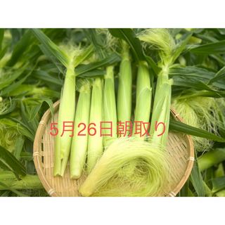 山梨県産　ヤングコーン100本　ゴールドラッシュ(野菜)