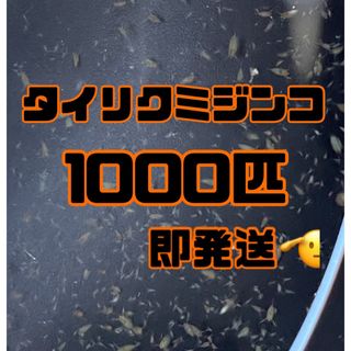 【タイリクミジンコ1000匹程　稚ミジンコ】送料無料めだか金魚etc.(アクアリウム)