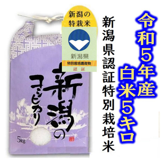 令和5年岩船産コシヒカリ・新潟県認証特別栽培米　白米か玄米5キロ  農家直送04(米/穀物)