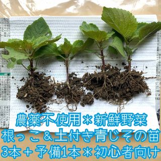 週末特別価格！農薬不使用野菜＊土付き青じその苗3本＋予備1本セット＊ネコポス＊