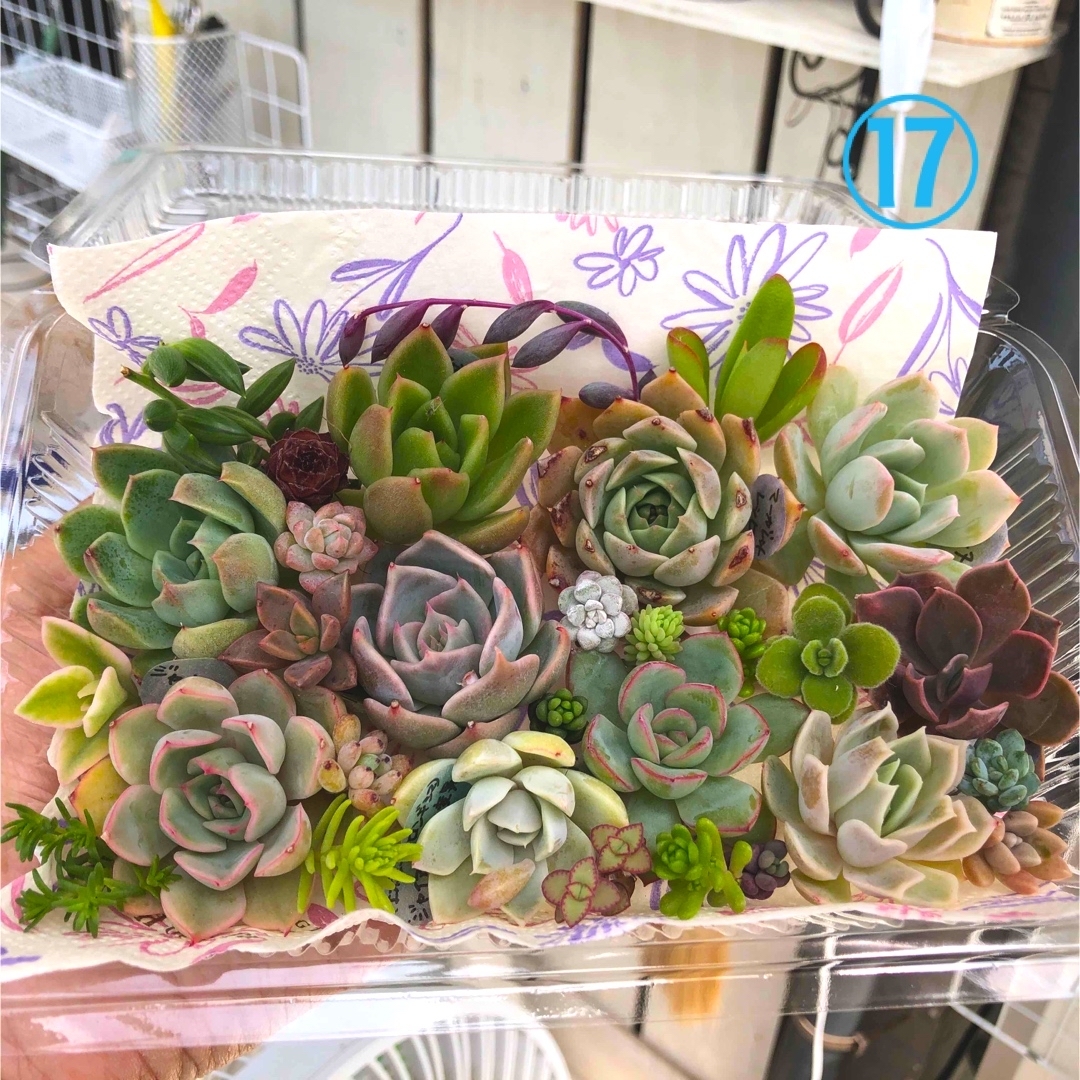多肉植物カット苗⑰☆寄せ植え 多肉植物カット苗⑰☆寄せ植え