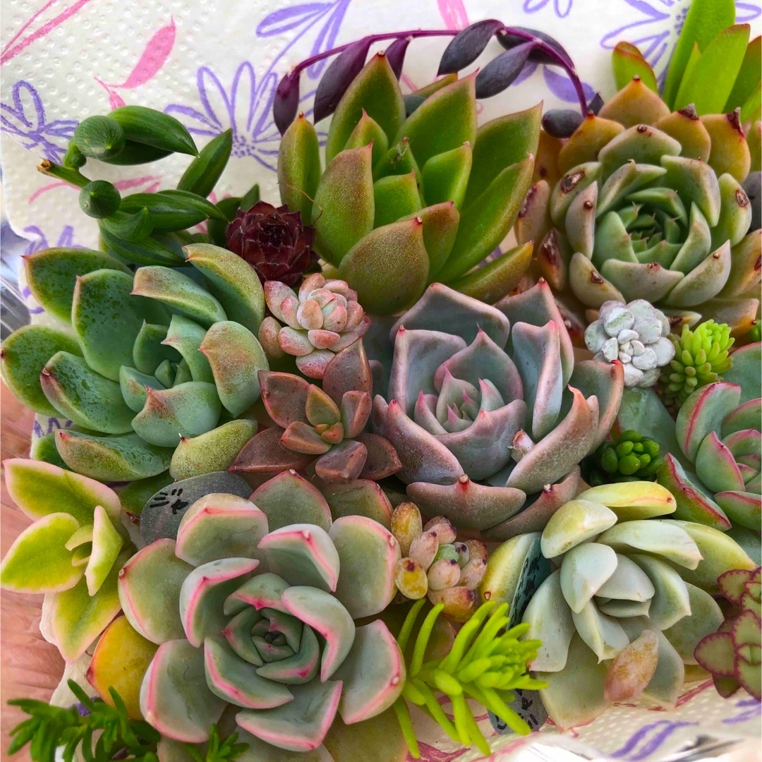 多肉植物カット苗⑰☆寄せ植え 多肉植物カット苗⑰☆寄せ植え